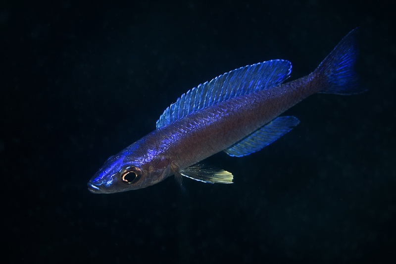 Cyprichromis leptosoma 'File Bay'